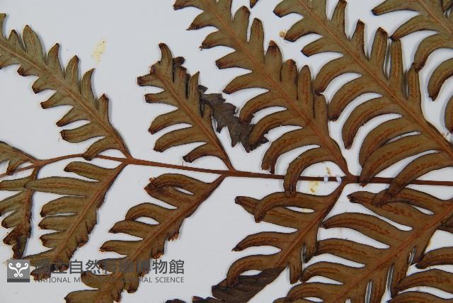 臺灣狗脊蕨藏品圖，第4張