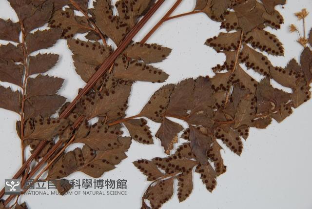 屋久複葉耳蕨藏品圖，第5張