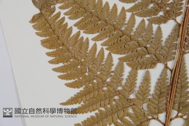 細葉複葉耳蕨藏品圖，第5張