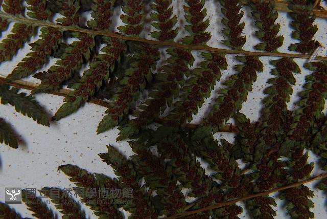 短葉蹄蓋蕨藏品圖，第8張