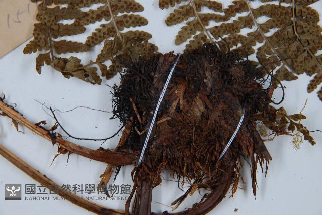 哈氏假複葉耳蕨藏品圖，第8張