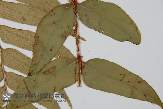 貫眾蕨藏品圖，第5張