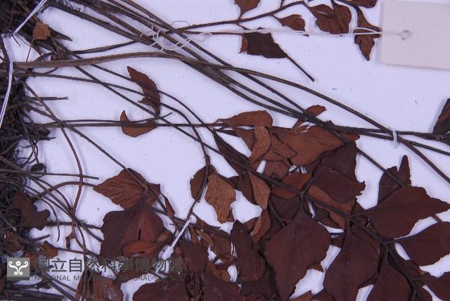 石生鐵角蕨藏品圖，第5張