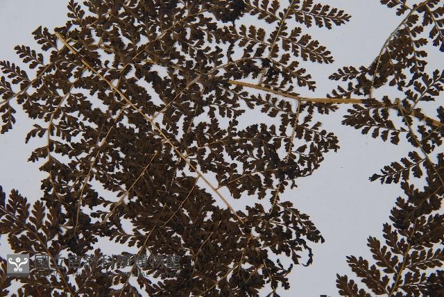 稀子蕨藏品圖，第5張