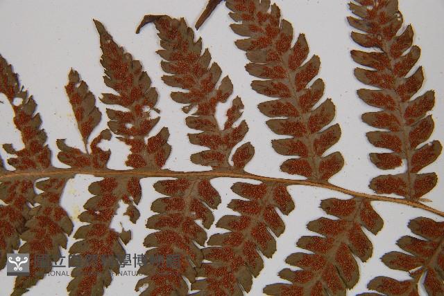 假蹄蓋蕨、東洋蹄蓋蕨藏品圖，第5張