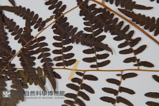 蕨藏品圖，第5張