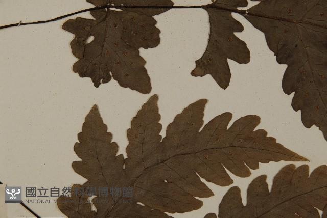 陰地三叉蕨藏品圖，第5張