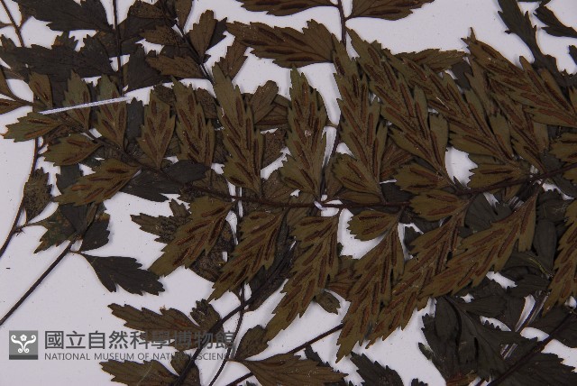 登錄號:P011829藏品圖，第5張