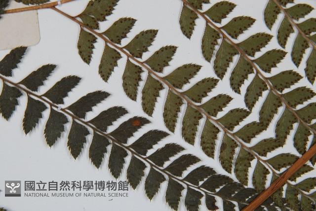 斜方複葉耳蕨藏品圖，第4張