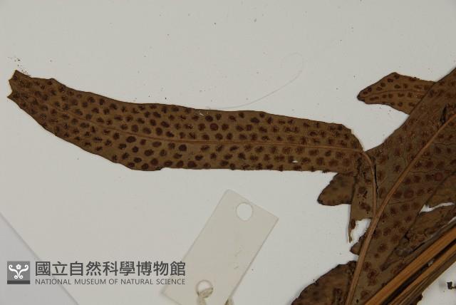 翅柄三叉蕨藏品圖，第5張