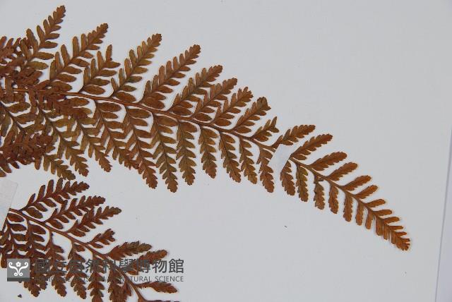 圓蓋陰石蕨藏品圖，第5張