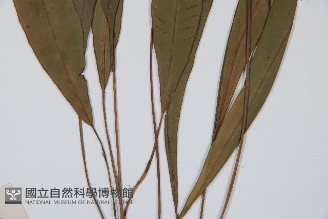 單葉雙蓋蕨藏品圖，第5張