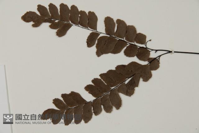 扇葉鐵線蕨藏品圖，第4張