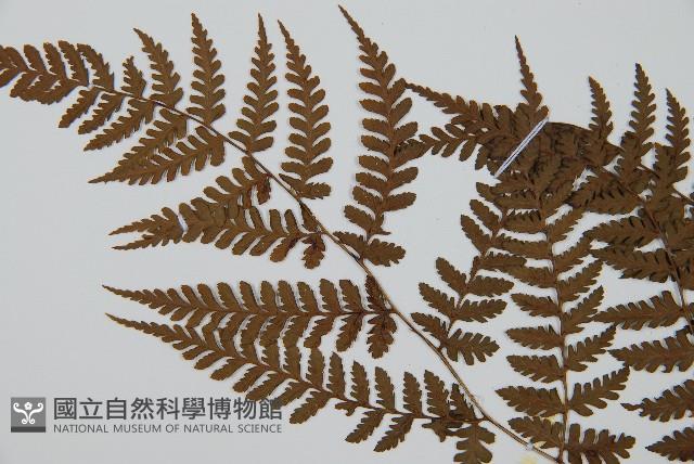 川上氏雙蓋蕨藏品圖，第5張