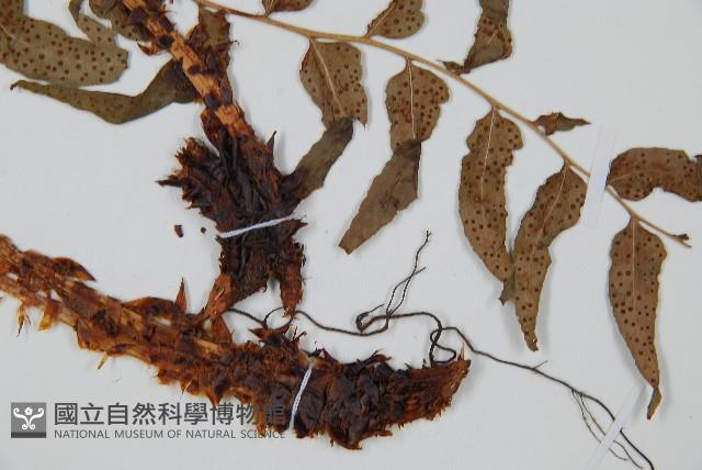 鐮羽貫眾藏品圖，第5張