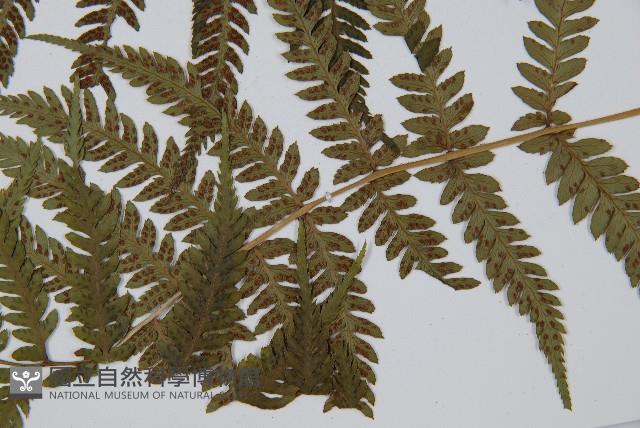 禾稈蹄蓋蕨藏品圖，第8張