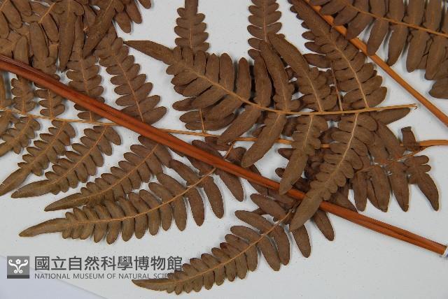 蕨藏品圖，第5張