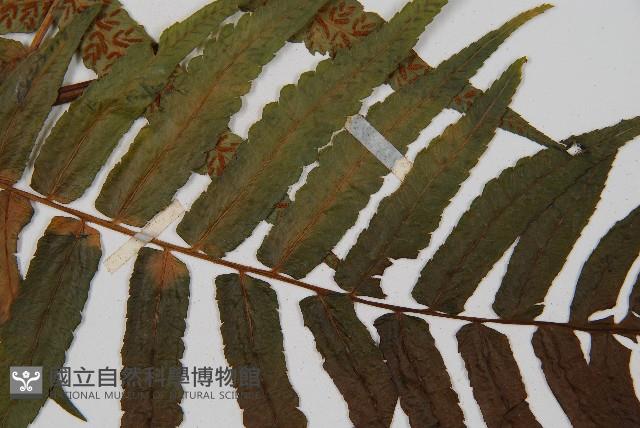 毛柄短腸蕨藏品圖，第8張