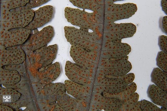 登錄號:P012609藏品圖，第4張