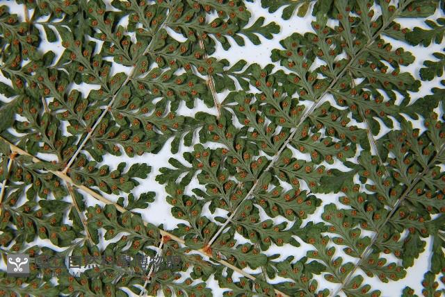 魚鱗蕨藏品圖，第5張