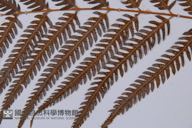 金狗毛蕨藏品圖，第5張