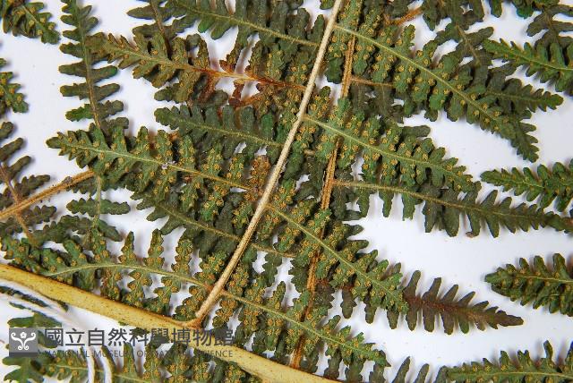 姬蕨藏品圖，第5張