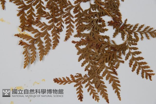 碗蕨藏品圖，第5張