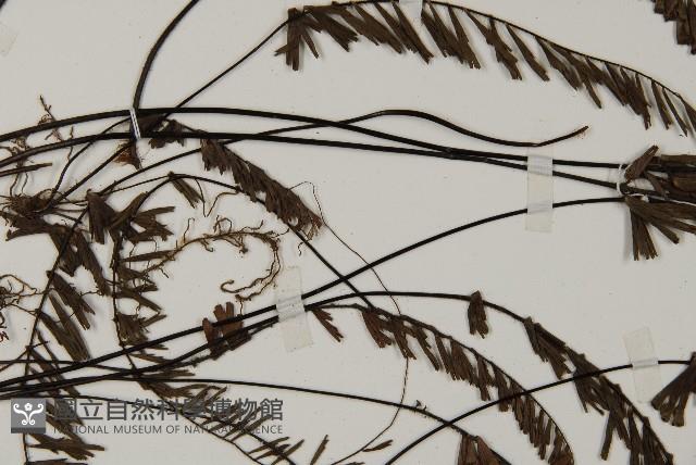 鞭葉鐵線蕨藏品圖，第5張