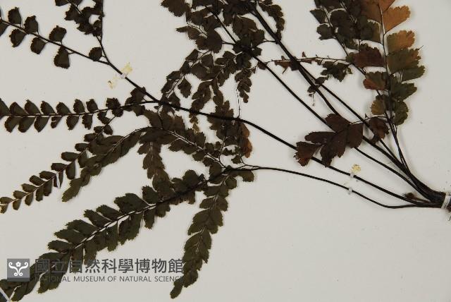 毛葉鐵線蕨藏品圖，第5張