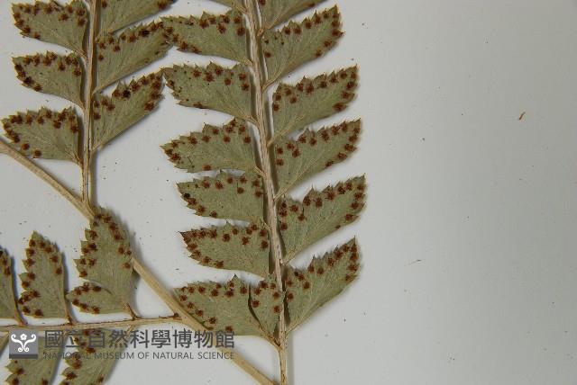 屋久複葉耳蕨藏品圖，第5張