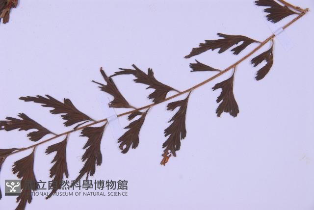 斜葉鐵角蕨藏品圖，第5張