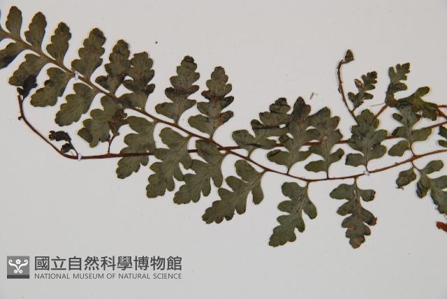 宿蹄蓋蕨藏品圖，第5張