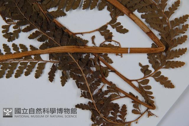 粗毛鱗蓋蕨藏品圖，第5張