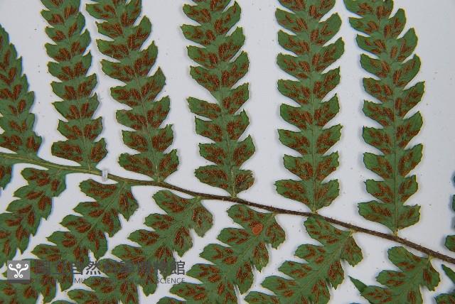 黑葉貞蕨藏品圖，第8張