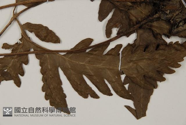 屏東擬肋毛蕨藏品圖，第5張