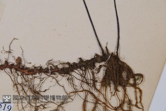 單邊鐵角蕨藏品圖，第5張