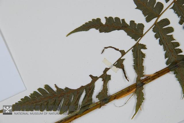 德氏雙蓋蕨藏品圖，第5張