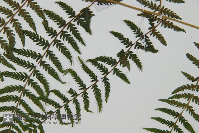 狹葉蹄蓋蕨藏品圖，第8張