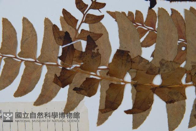 鐮羽貫眾藏品圖，第5張