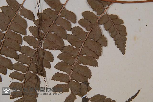 斜方複葉耳蕨藏品圖，第4張