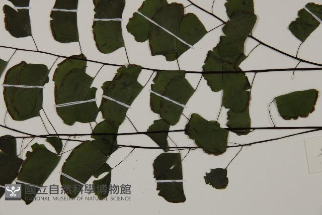 半月形鐵線蕨藏品圖，第5張