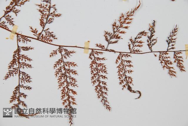 台灣小膜蓋蕨藏品圖，第4張