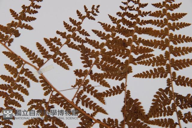 熱帶鱗蓋蕨藏品圖，第5張