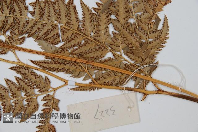 中華複葉耳蕨藏品圖，第5張