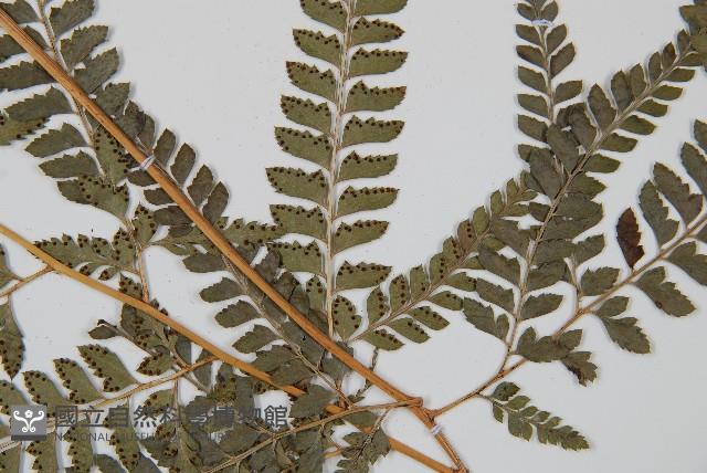 斜方複葉耳蕨藏品圖，第4張