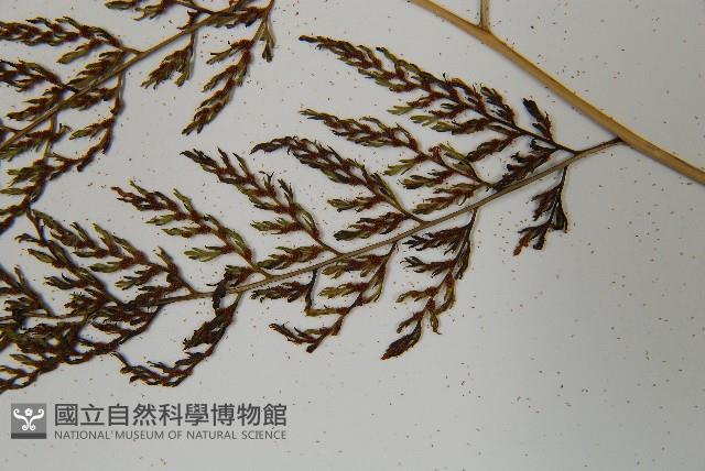 雨蕨藏品圖，第5張