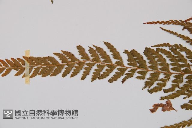 粗毛鱗蓋蕨藏品圖，第5張