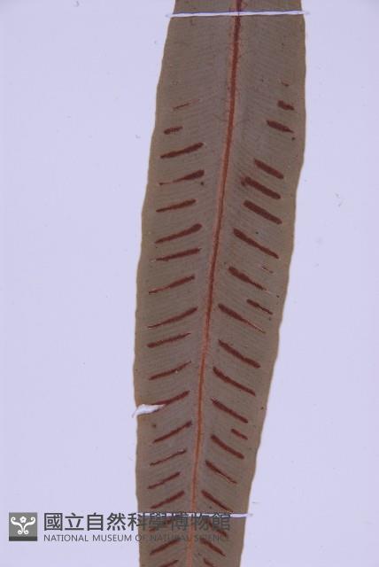 對開蕨藏品圖，第5張