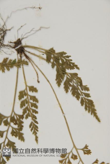 骨碎補鐵角蕨藏品圖，第5張