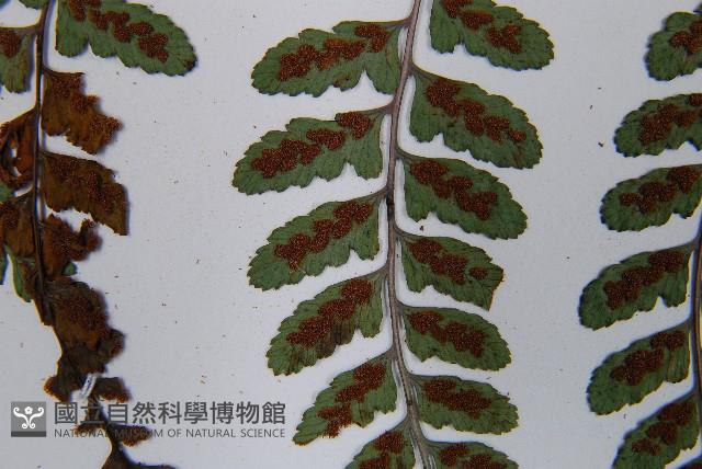 Accession Number:P011959 Collection Image, Figure 8, Total 8 Figures